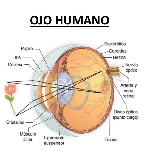 Anatomía del ojo y sección transversal de la retina.